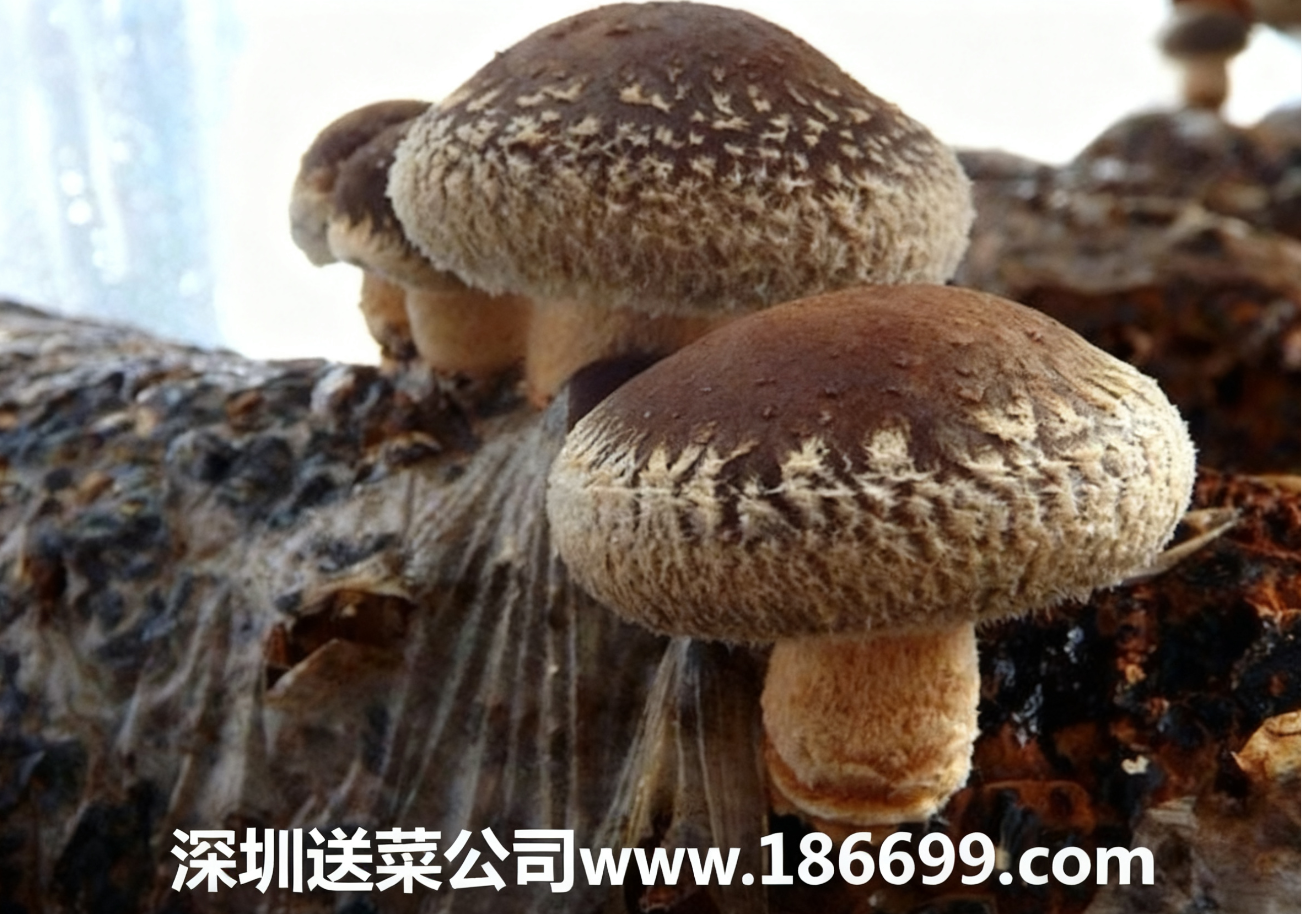 新手種香菇必看：大白話講透成本利潤(rùn)+種植步驟，賺錢不用愁。