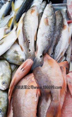 惠州農(nóng)產(chǎn)品配送?中心與您分享：淡水魚和海魚的營養(yǎng)差別!