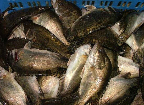 鮮活水產(chǎn)品：桂花魚