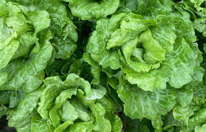 深圳送菜公司為您講解：為什么綠葉蔬菜不宜長(zhǎng)時(shí)間燜煮？