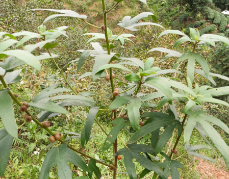 1773133444715973.png 五指毛桃.png