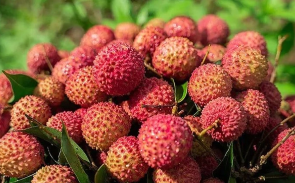 1773646404349184.png 荔枝.png