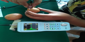 PM-5測厚儀實測雞蛋殼厚度